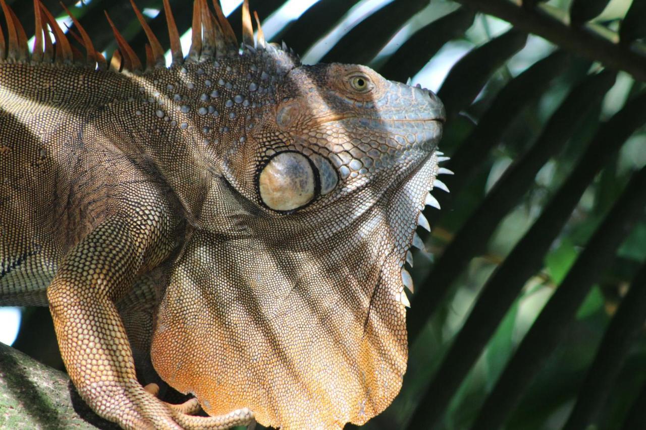 Iguanitas Lodge Pital  Eksteriør bilde